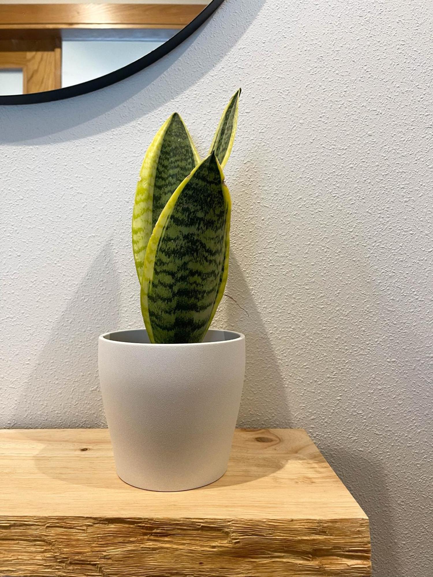 Apartamento Nuskis Porriño Dış mekan fotoğraf